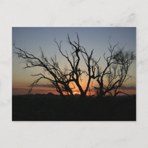 Carte Postale Silhouette du coucher de soleil