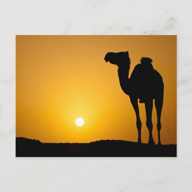 Carte Postale Silhouette d'un chameau sauvage au coucher du sole (Devant)
