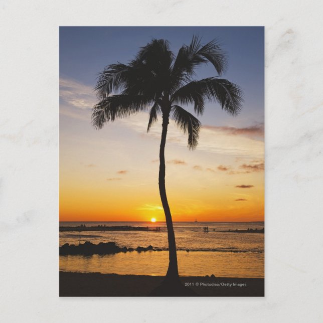 Carte Postale Silhouette d'un palmier par un coucher de soleil r (Devant)