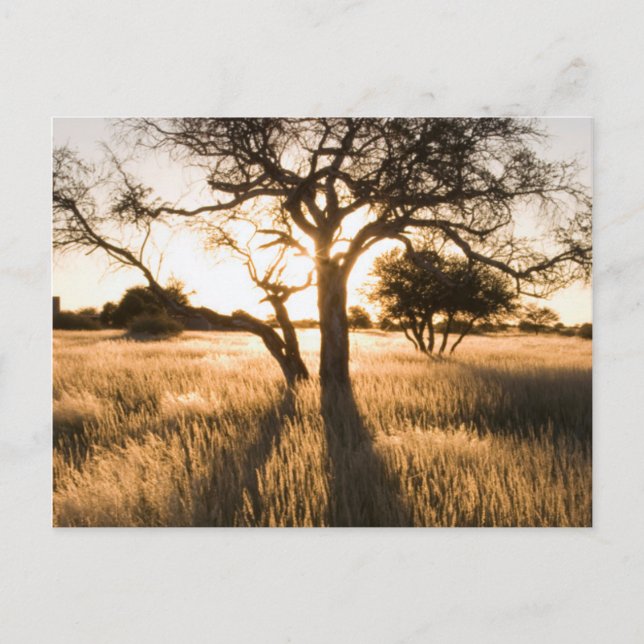 Carte Postale Silhouette Of Acacia Trees. Mariental (Devant)
