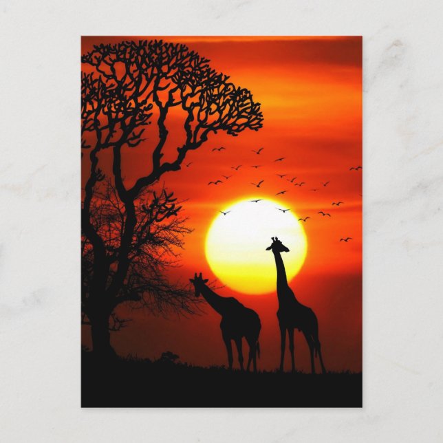 Carte Postale Silhouettes africaines de girafe de coucher du (Devant)