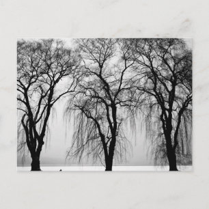 Carte Postale Silhouettes d'arbres en hiver