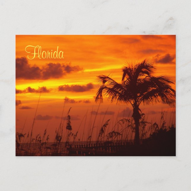 Carte Postale Silhouettes de Floride (Devant)