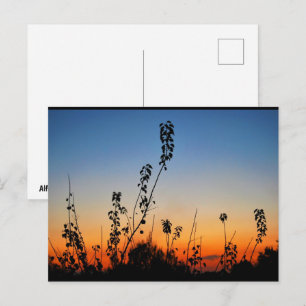 Carte Postale Silhouettes de plantes estivales