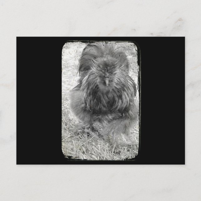 Carte Postale Silkie (Devant)