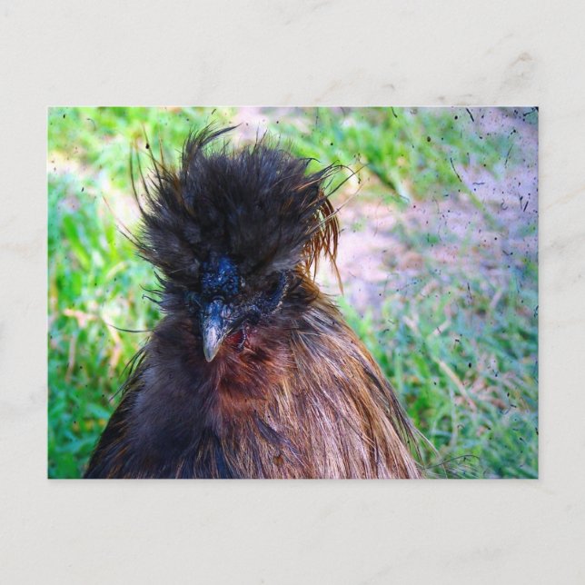 Carte Postale Silkie Rooster (Devant)