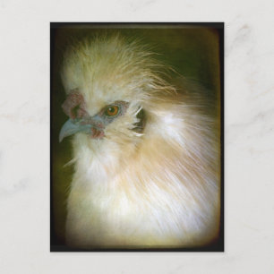 Carte Postale Silkie Rooster