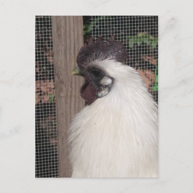 Carte postale Silkie Rooster Photo (Devant)