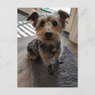 Carte Postale Silky Terrier veut une cuisine