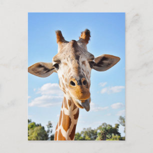 Carte Postale Silly Giraffe