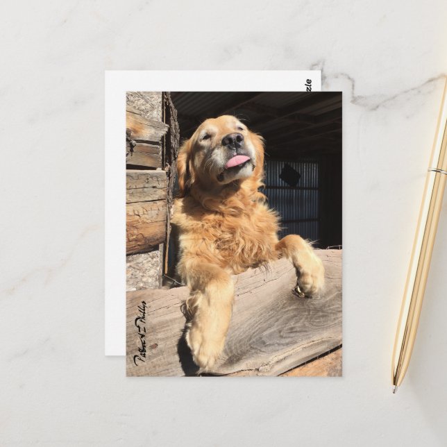 Carte Postale Silly Golden Retriever photo de vous penser (Devant/Arrière en situation)