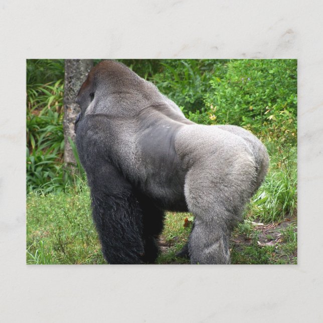 Carte Postale Silverback Gorilla (Devant)