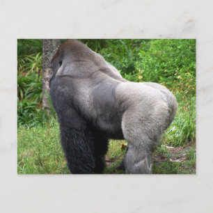 Carte Postale Silverback Gorilla Postcard