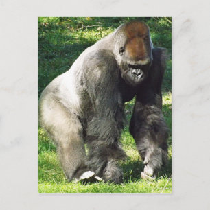 Carte Postale Silverback Male Lowland Gorilla Standing Up