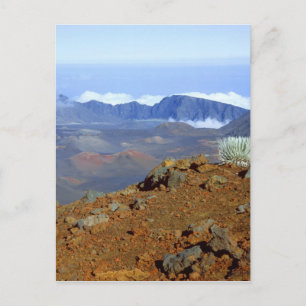 Carte Postale Silversword sur le bord du cratère Haleakala depui