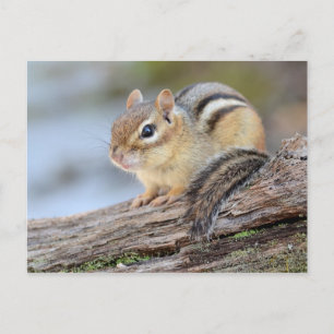 Carte Postale Simple adorable petit Chipmunk