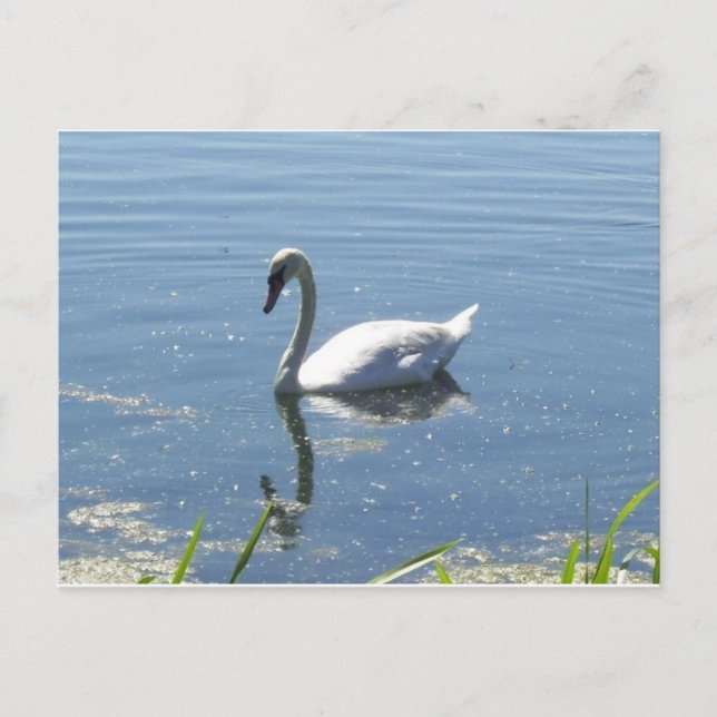 Carte postale simple de cygne (Devant)