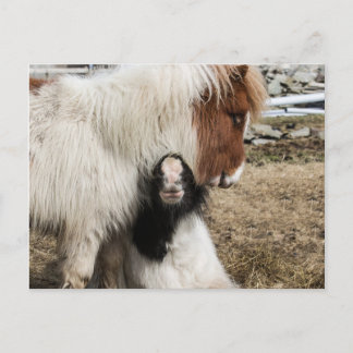 Carte postale simple de TIddles et de tempête