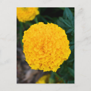 Carte postale simple jaune Marigold
