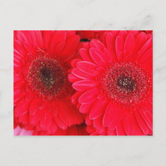Carte Postale Simplement rouge