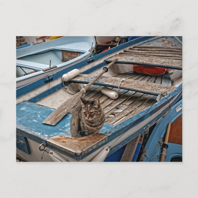 Carte postale Sinbad the Sailor Cat (Devant)