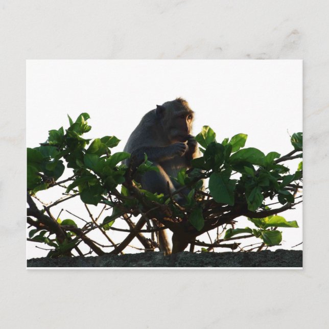 Carte Postale Singe (Devant)