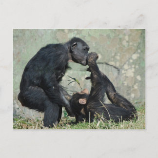 Carte postale singe
