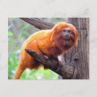 Singe à feuille rouge solitaire