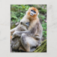 Singe à nez doré avec bébé