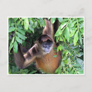 Carte Postale singe araignée