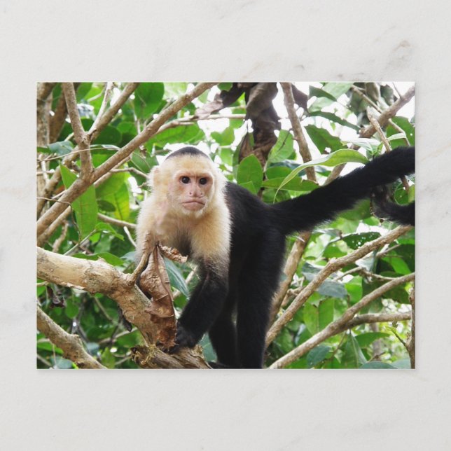 Carte Postale Singe au Costa Rica (Devant)