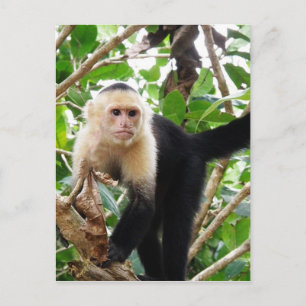 Carte Postale Singe au Costa Rica