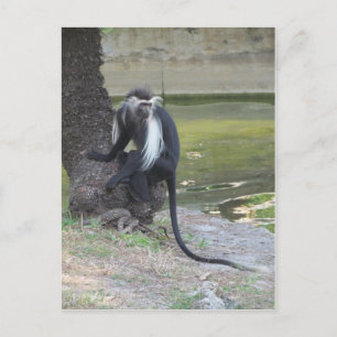 Carte Postale Singe Colobus noir et blanc angolais