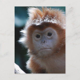 Carte Postale Singe de la Mare Rouge Langur