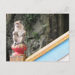 Carte Postale singe des grottes de Batu