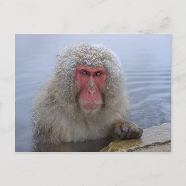 Carte Postale Singe des neiges japonais au printemps chaud (Devant)