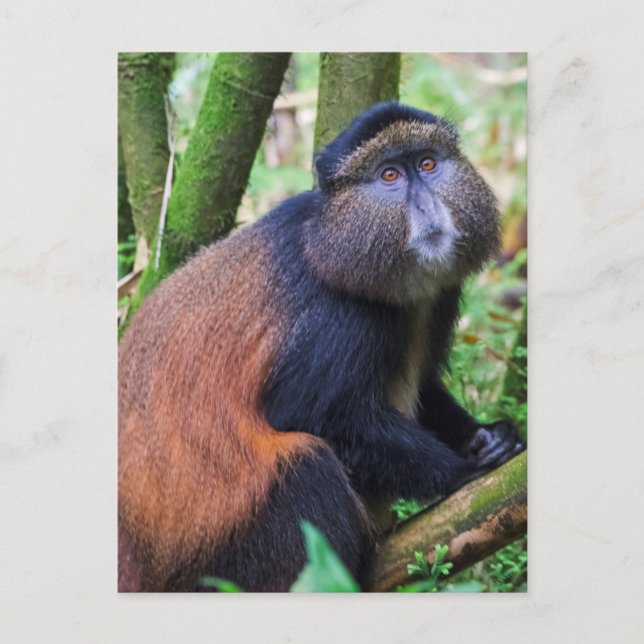 Carte Postale Singe doré, Rwanda (Devant)