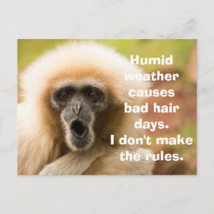 Carte Postale Singe drôle mauvaise journée de cheveux