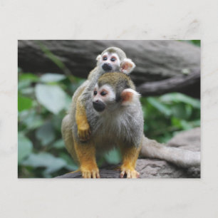 Carte postale Singe écureuil bébé