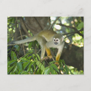 Carte Postale Singe écureuil commun, (Saimiri sciureus), Rio