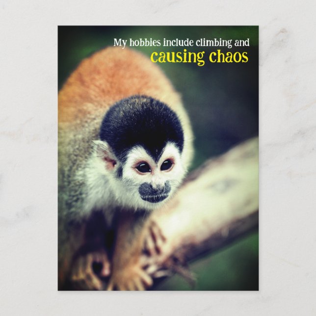 Carte Postale Singe écureuil dans l'arbre (Devant)