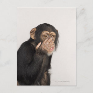 Carte Postale Singe frottant son visage