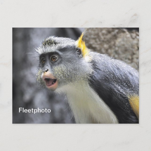 Carte Postale Singe loup multicolore (Devant)
