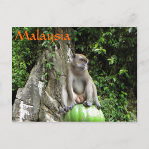 Carte Postale Singe malaisien