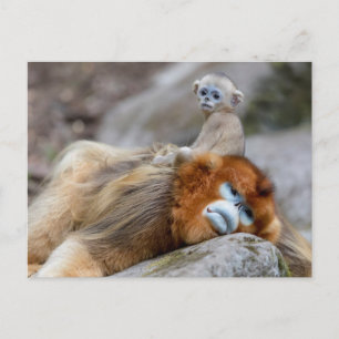 Carte Postale Singe nez retroussé doré père avec bébé