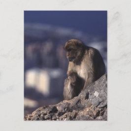 Carte Postale Singe pensif à Gibraltar