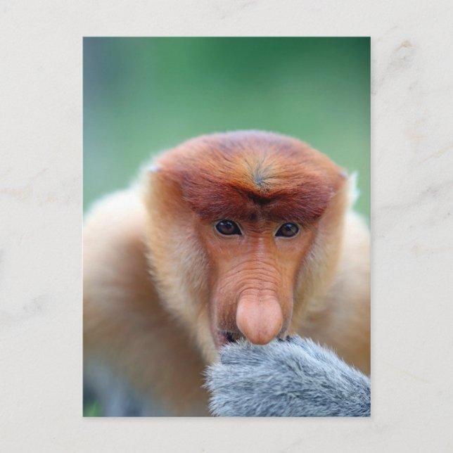 Carte Postale Singe proboscis à Bornéo. (Devant)