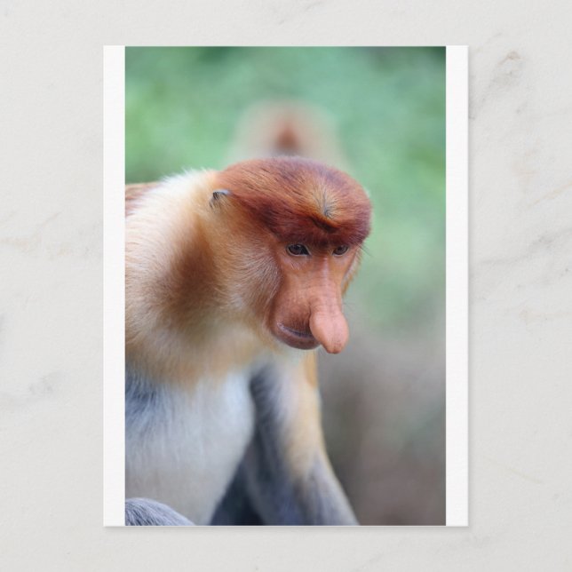Carte Postale Singe proboscis Labuk Bay Borneo (Devant)
