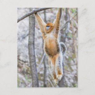 Carte Postale Singe roux à nez camus se balançant sur une branch