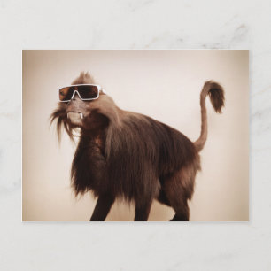 Carte Postale singe soleil